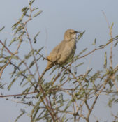 LeConte's Thrasher from "Thrasher site" in Arizona
