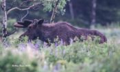 Moose from Glacier National Park, Montana
