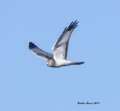 Male Northern Harrier at the Wilna track of Rappahannock NWR in Richmond County, VA