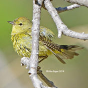 Orange-crowned Warbler , possible orestera(?) from Arizona in Spring