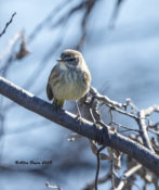 Palm Warbler in Hopewell, VA