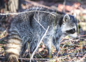 Raccoon photographed in North Carolina