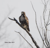 Probable immature Northern Red-tailed Hawk (abeiticola) in Charles City County, VA