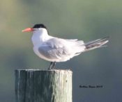 Royal Tern- alternate plumage