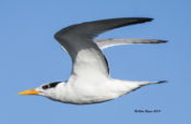 Royal Tern- basic plumage