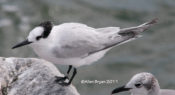 Sandwich Tern- basic plumage