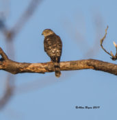 Male Sharp-shinned Hawk at McKay Island NWR, NC