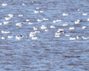 Two (2) Lesser Black-blacked Gulls at Kerr Lake, VA