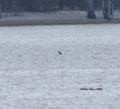 Red-throated Loon observed from Palmer Point, Kerr Lake, VA