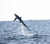 Thresher Shark putting on "show" off North Carolina Outer Banks on Brian Patteson trip