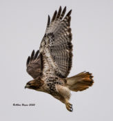 Adult Northern Red-tailed Hawk (abeiticola) in flight in Charles City County, VA