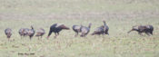 Some of a large flock of Turkey in Sussex County, VA