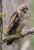 Broad-winged Hawk in Sussex County, VA