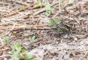 Cocoa Clubtail from Sussex County, VA