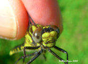 Green-faced Clubtail- a look at their "twisted" occipital horns