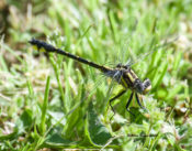 Spine-crowned Clubtail in Goochland County VA