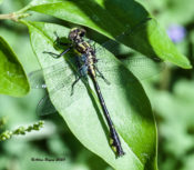 Spine-crowned Clubtail in Goochland County VA