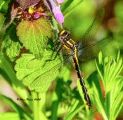Spine-crowned Clubtail in Fluvanna County, VA
