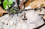 Adult male St. Croix/Chesapeake Snaketail in Fluvanna County, VA