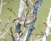 Vesper Sparrow in Powhatan County, VA