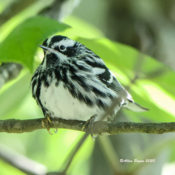 Black and White Warbler in Powhatan State Park, VA