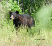 Black Bear in Fluvanna County, VA