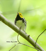 Black-throated Green Warbler in Fluvanna County, VA