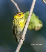 Cape May Warbler in Fluvanna County, VA