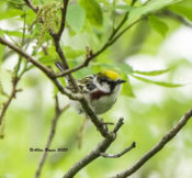 Chestnut-sided Warbler in Powhatan State Park, VA