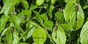 Example of massing Cobra Clubtails along the James River in Virginia