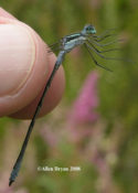 Northern Spreadwing from Highland County, VA