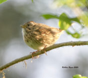 Lincoln's Sparrow in Goochland County, VA