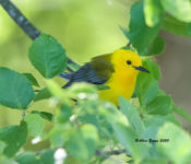 Prothonotary Warbler in Goochland County, VA