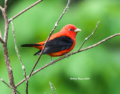 Scarlet Tanager in Powhatan State Park, VA