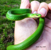 Smooth Green Snake in Highland County, VA