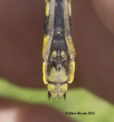 Sub-genital plate of Spine-crowned Clubtail