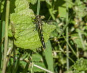 Spine-crowned Clubtail (female) along the James River, VA
