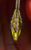 Sub-genital plate of Blackwater Clubtail