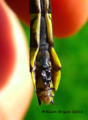 Sub-genital plate of Green-faced Clubtail