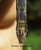 Sub-genital plate of Riffle Snaketail