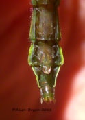 Sub-genital plate of Sable Clubtail