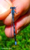 Probable Northern Bluet (annexum)- male; Highland County, VA