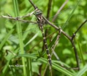 Brown Spiketail in Highland County, VA
