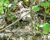 Ovenbird nest in Augusta County, VA