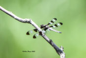 Twelve-spotted Skimmer in Highland County, VA