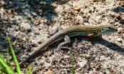 Six-lined RaceRunner in Sussex County, VA