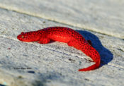 Northern Red Salamander at Cranesville Swamp Preserve, WV