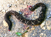 Apparent intentionally killed Timber Rattlesnake for the "rattle"