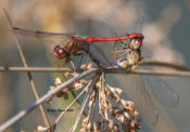 Autumn Meadowhawk mating in Highland County, VA