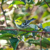 Black-throated Green Warbler in Highland County, VA